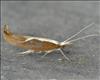 0453 (17.003) Ypsolopha dentella